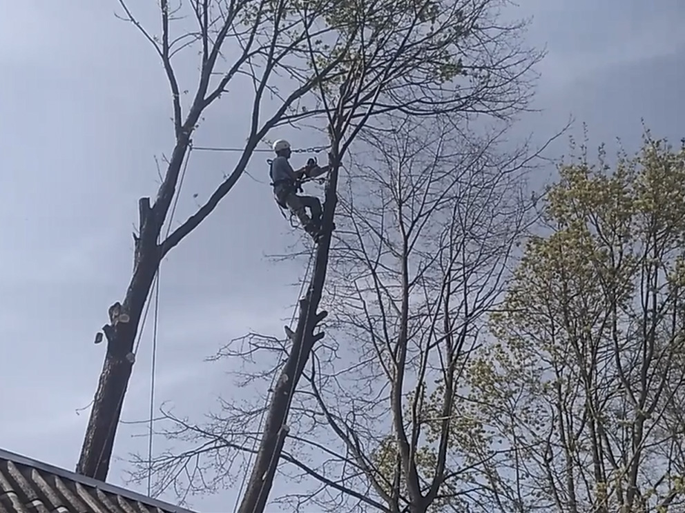 Обрезка деревьев цена