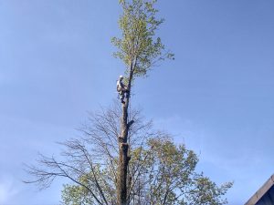 Спил веток альпинистами