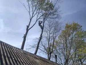 Удаление дерева по частям