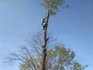 обрезка деревьев